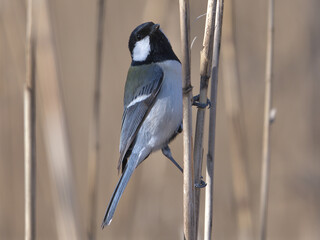 Great tit staying in the reeds of the swamp