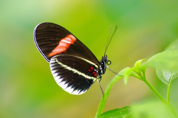 Growing butterflies for business in tropical Mindo area, Ecuador, South-America