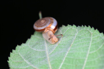 Snails on wild plants, North China