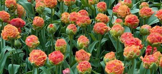 Group of Double Fringed orange-pink tulips in bloom.  Name of the tulip Sensual touch

