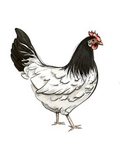 Chicken illustration, black and white chicken 