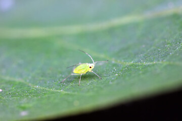 Aphids crawling on wild plants, North China