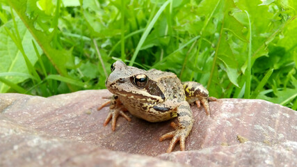 A brown frog sits on a rock against a background of green grass.