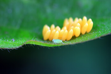 Naklejka premium Aphids crawling on ladybird eggs, North China