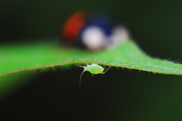 Aphids crawling in front of predators, dangerous scene, North China