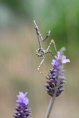 insecto sobre lavanda