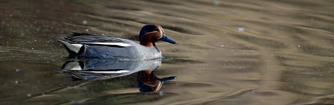 Krickente // Common teal, Eurasian teal (Anas crecca)