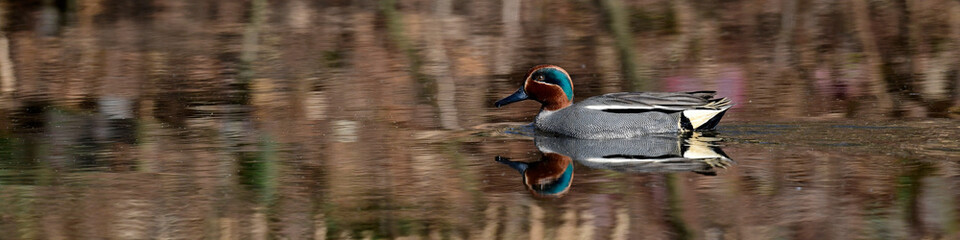 Common teal, Eurasian teal // Krickente (Anas crecca)