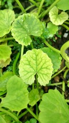 Centella asiatica leaves on soil background, good for wallpaper and medicinal plant, gotu kola