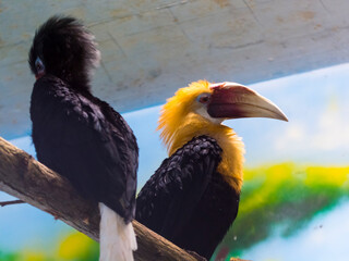 Male of Papuan or Blyth s hornbill