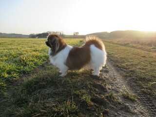 Kleiner Hund beim Spaziergang am Waldrand
