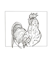 sketch of a rooster  ,book illustration or coloring 