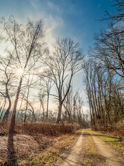 Obraz premium Bavarian Forest walk way begin of Spring for new destinations and targets