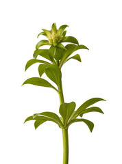 Lilium martagon on white background