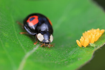 A ladybug crawls next to its egg, North China