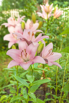 LA hybrids (Longiflorum х Asiatic) Brindisi in garten