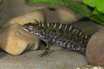 Marbled newt at the bottom of a pond
