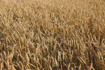 dry ears of wheat