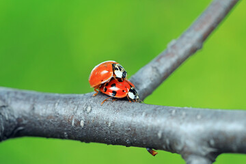 Two ladybugs mate in nature, North China