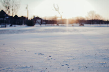 Fototapeta premium Cotton Rabbit foot prints in the snow in North Texas after a 2021 snow storm.