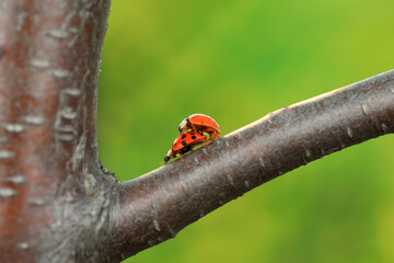 Two ladybugs mate in nature, North China