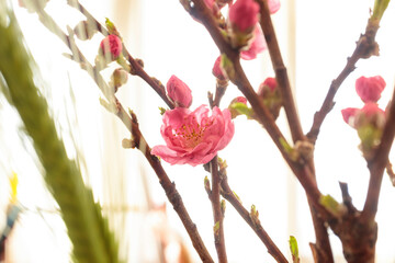 桃の節句 桃の生花