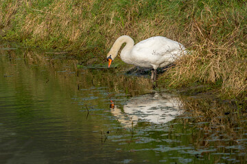 Naklejka na ściany i meble mute swan is reflected in the water in the lônes near the Rhone River.