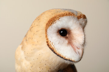 Beautiful common barn owl on beige background, closeup