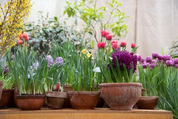 Many ceramic pots with bright flowers are arranged in a row.