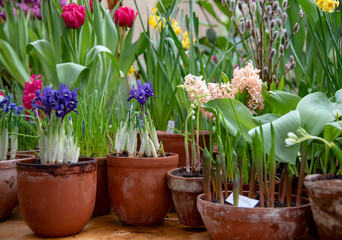 Many ceramic pots with bright flowers are arranged in a row.