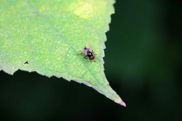 Flies on wild plants, North China