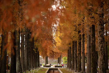 公園内に美しく色づく楓の並木道