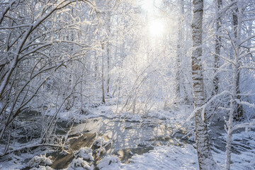 A forest illuminated by the rays of the sun after a heavy snowfall. The trees are covered with fluffy snow. Snow on the branches, on the trunks of birches, on land, water and in the air 