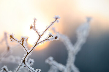 Dry plant covered with hoarfrost outdoors on winter morning, closeup. Space for text