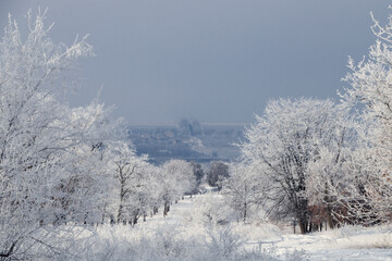 Plants covered with hoarfrost outdoors on winter morning