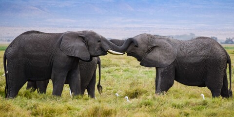 kiss of elephant in amboseli national park