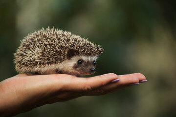 A small hedgehog in the palm of a man