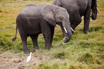 Fototapeta premium elephants in amboseli national park