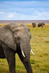 Fototapeta na wymiar elephants in amboseli national park