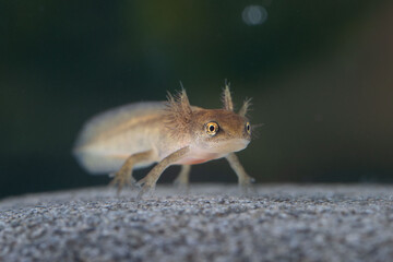 Palmate newt larva under water

