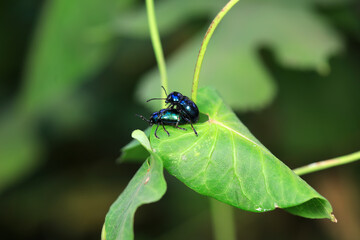 Leaf beetles copulate on wild plants, North China