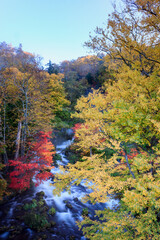 Fototapeta premium 阿寒 紅葉の渓谷