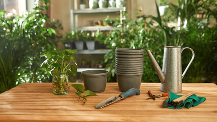 Rooted outgrowths beside tools for transplantation