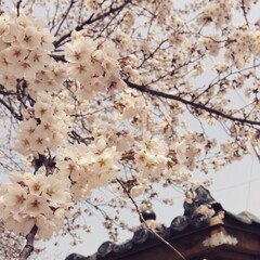 One spring day with cherry blossoms