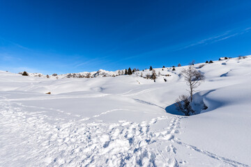 Snowy winter landscape of the Lessinia High Plateau (Altopiano della Lessinia) and the mountain range of Monte Carega, called the Small Dolomites. Veneto and Trentino Alto Adige, Italy, Europe.