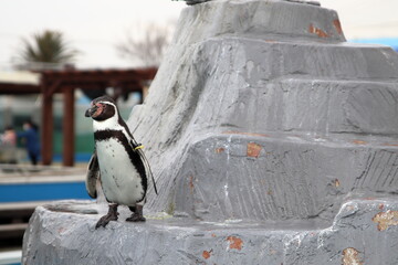 ペンギン
