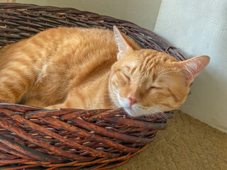The orange cat sleeping in the dark brown basket