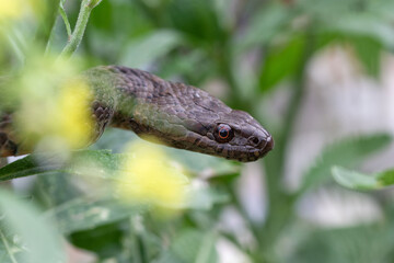 Viperine water snake portrait
