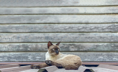 The brown Thai cat sit on the roof in front of the gray wood wall.