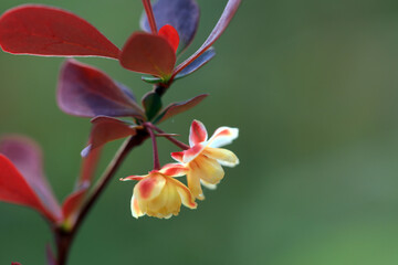 Fototapeta na wymiar Beautiful flowers of Berberis amurensis, North China